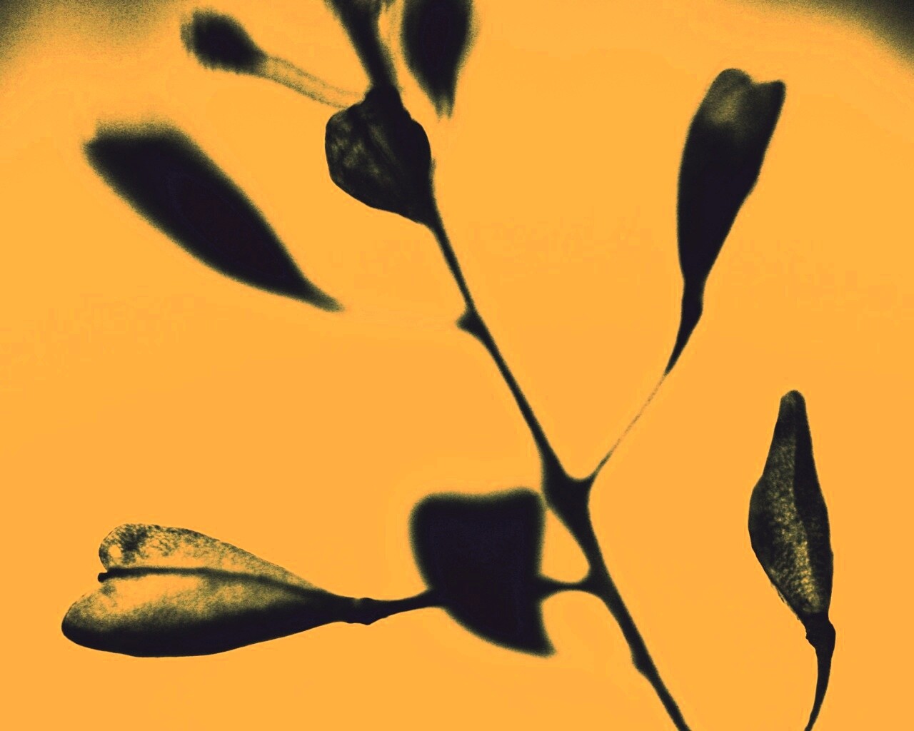 Усыхающие листья обои