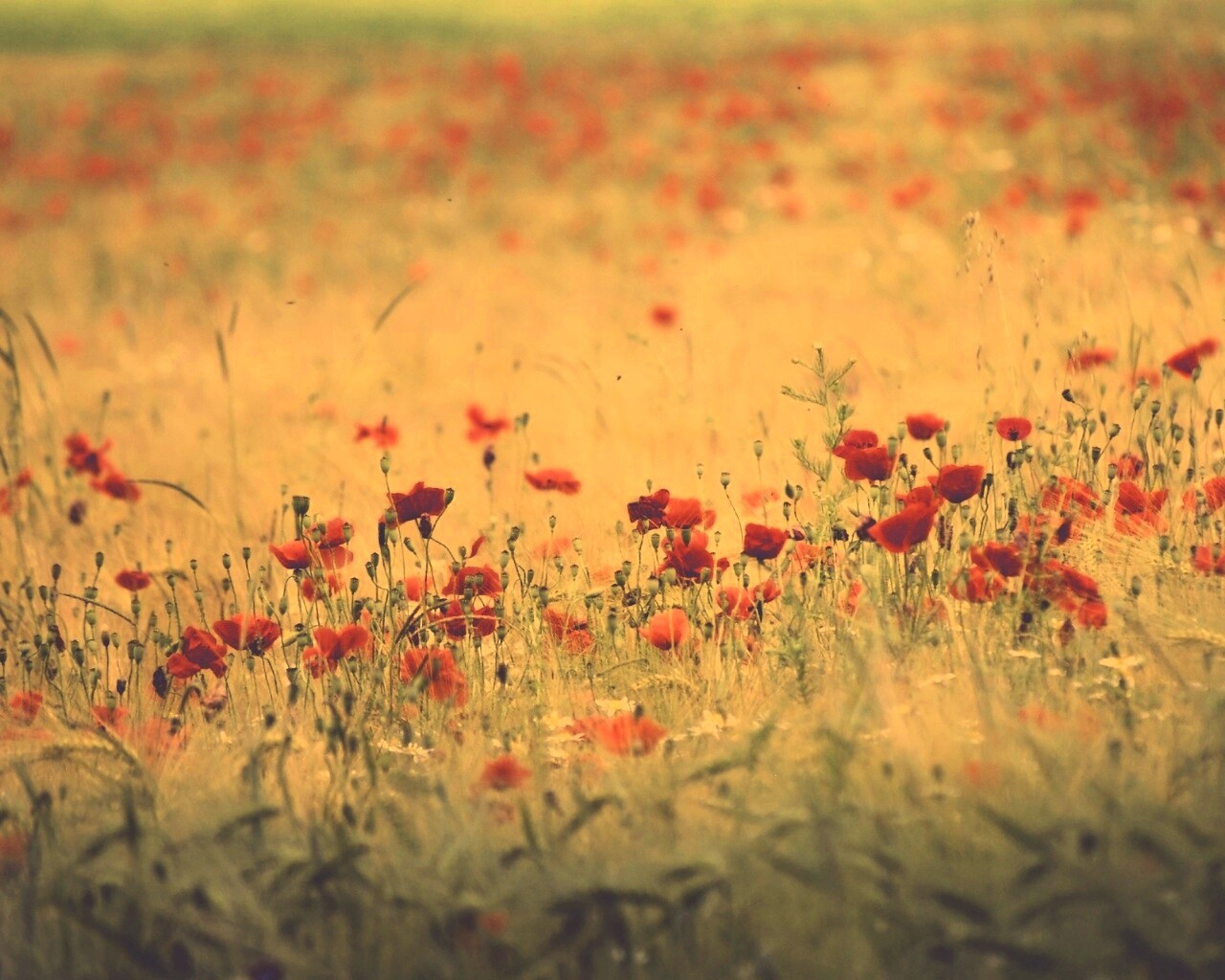 Маковое поле обои