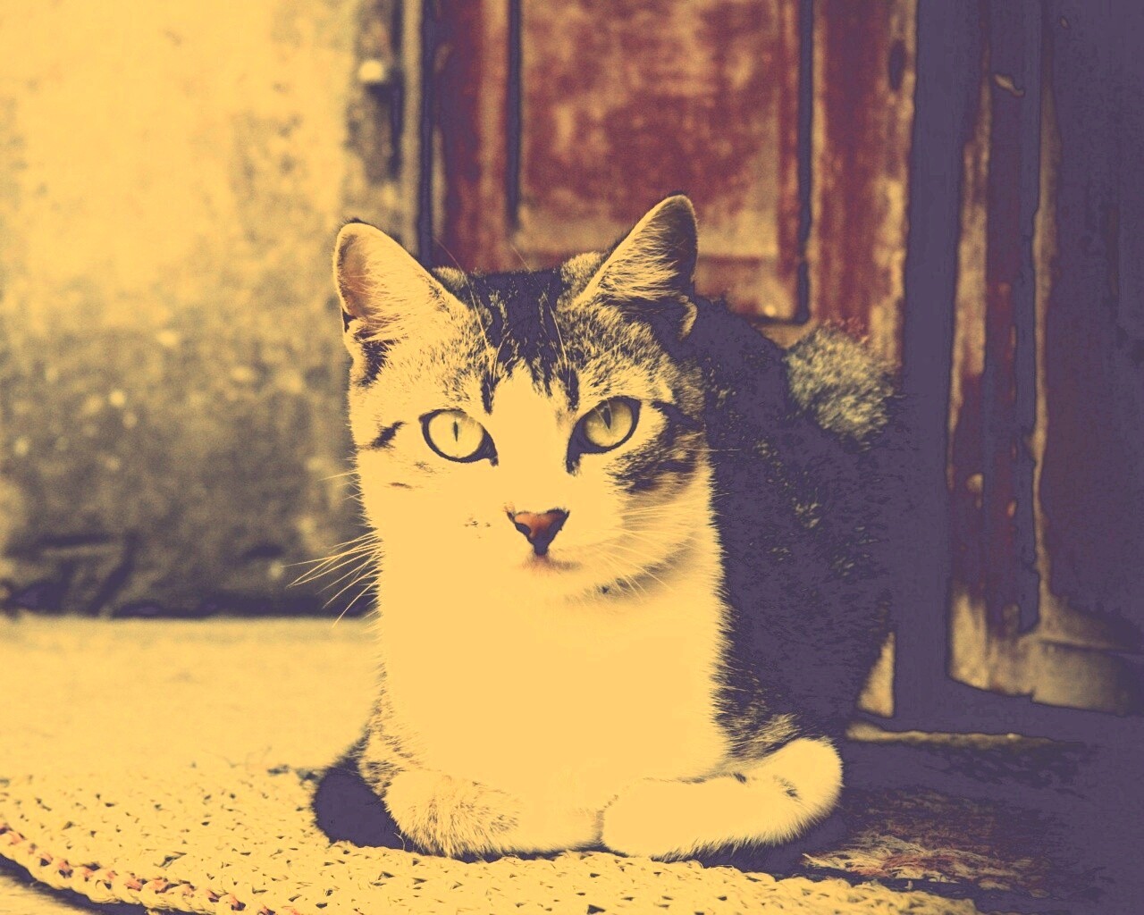 Кошечка на подстилке обои