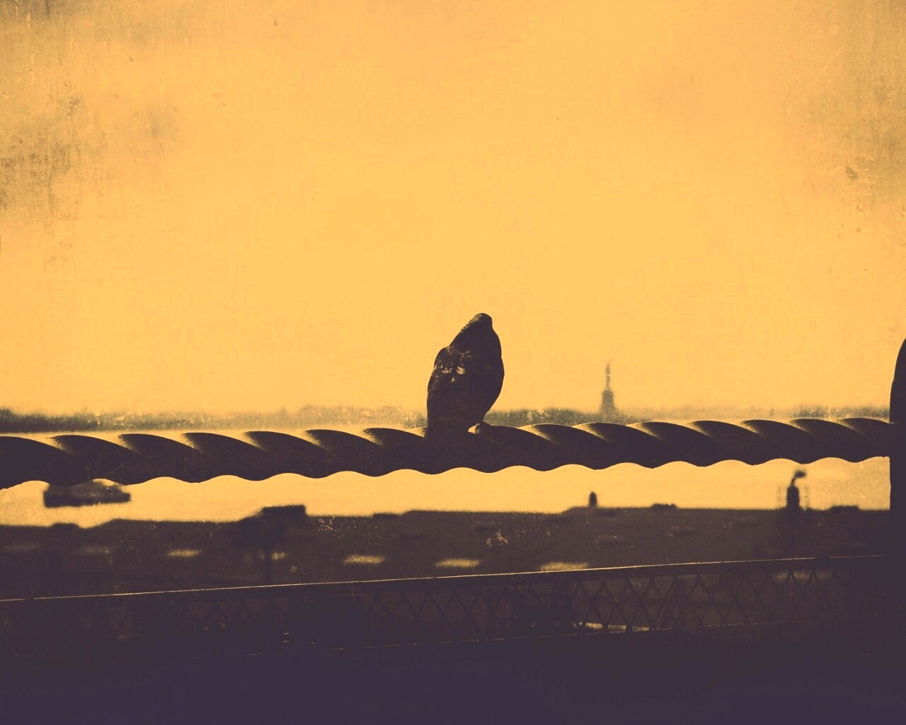 Голубь в Нью-Йоркских доках обои