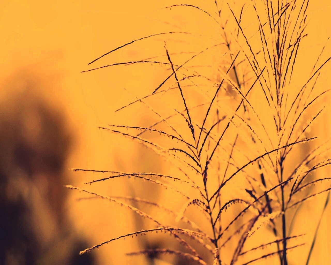 Макро фото растения обои