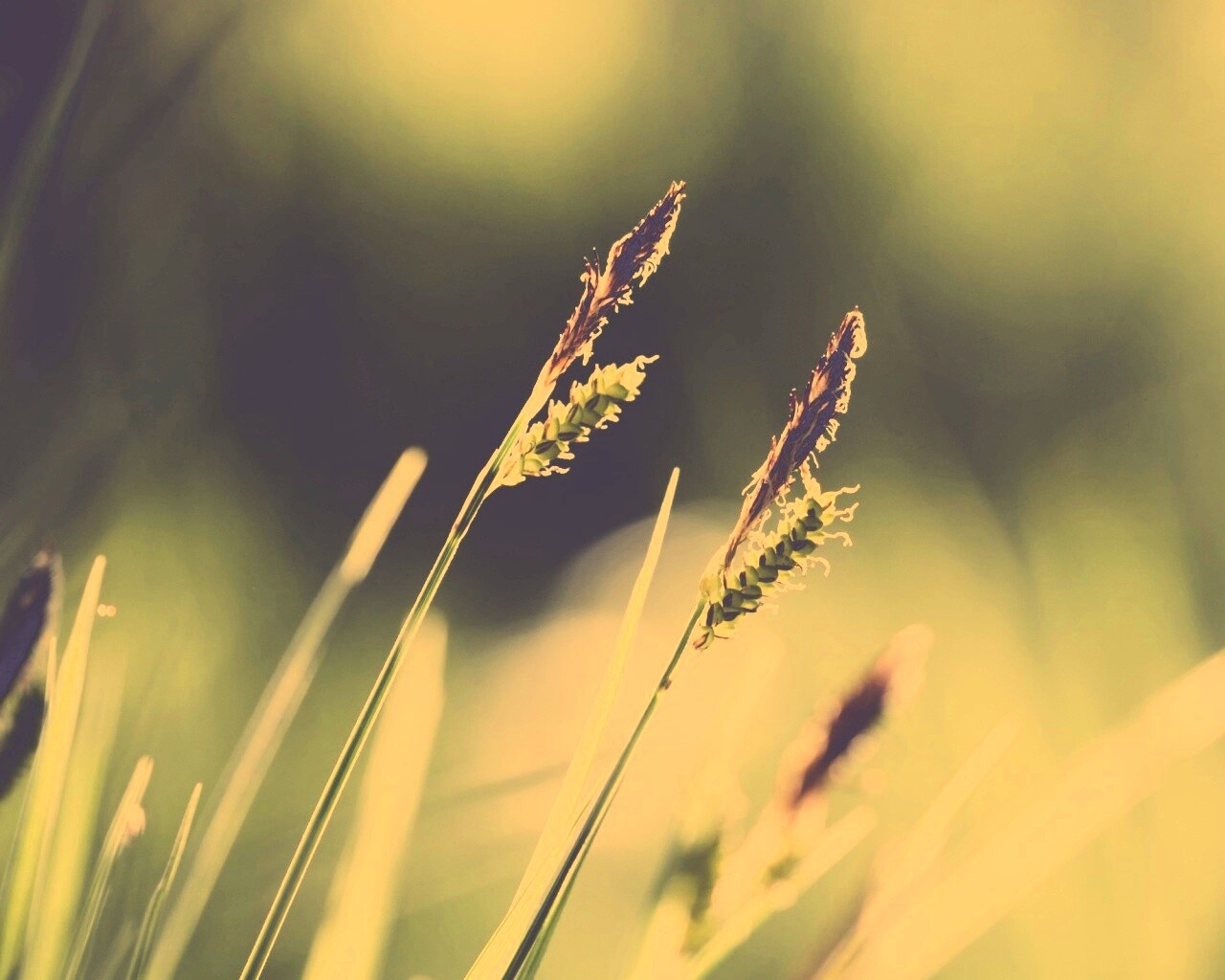 Макро фото луговой травы обои