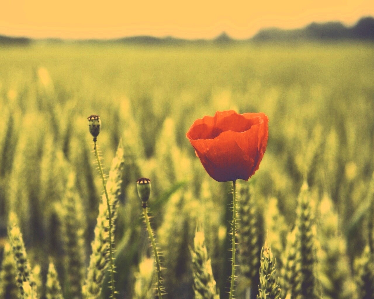 Первый распустившийся мак обои