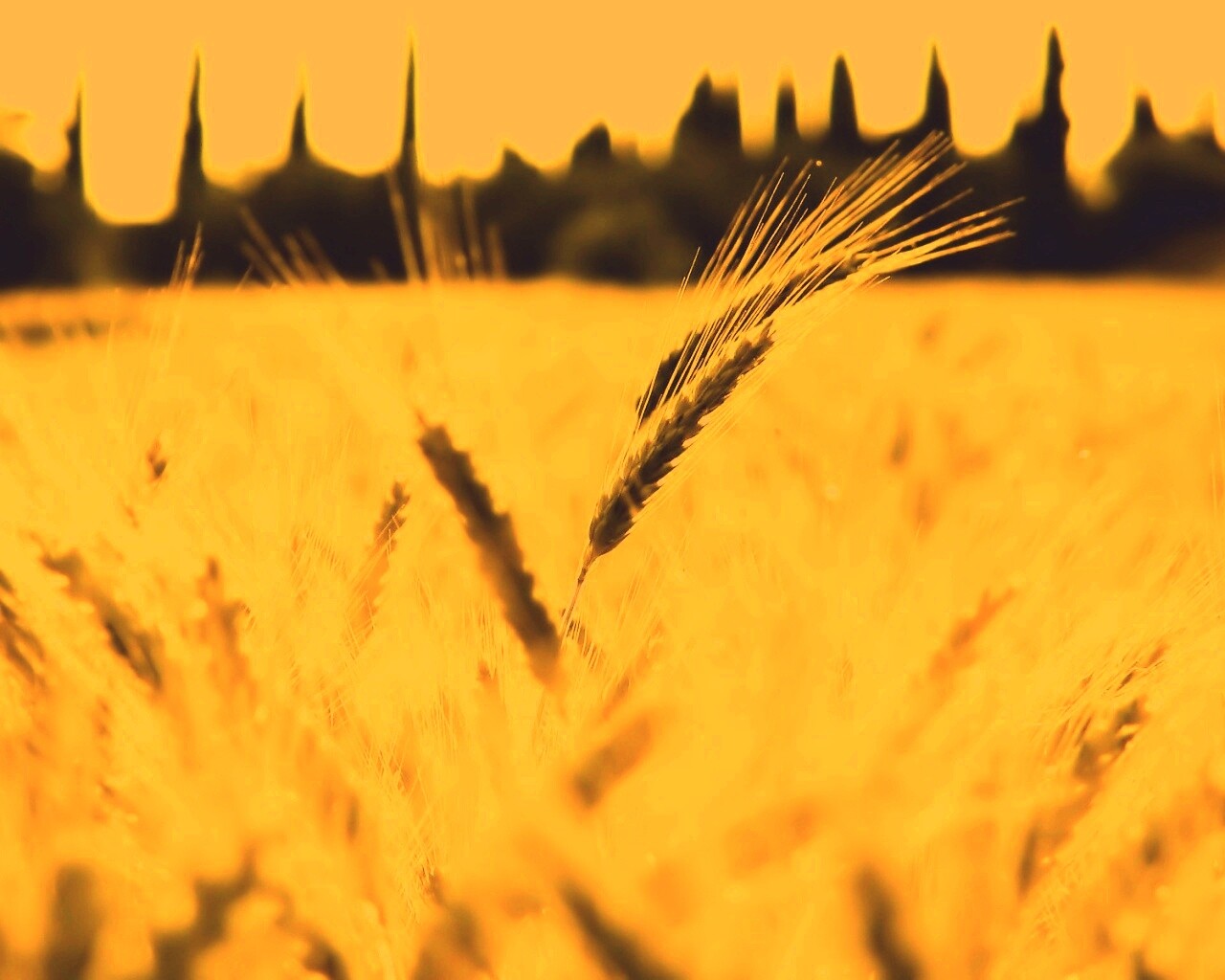 Пшеничное поле обои