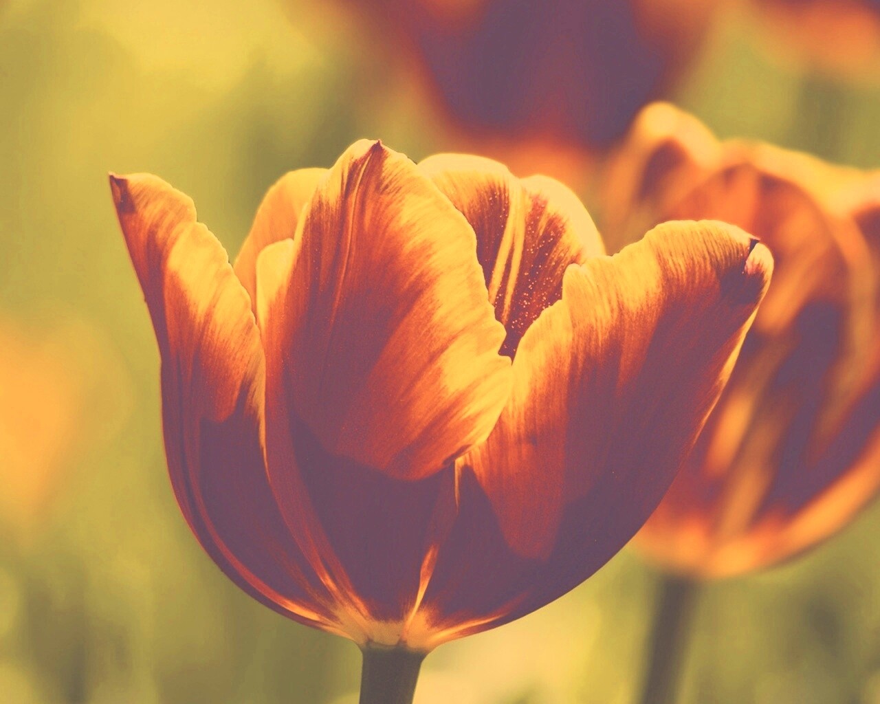 Красно-желтый тюльпан обои