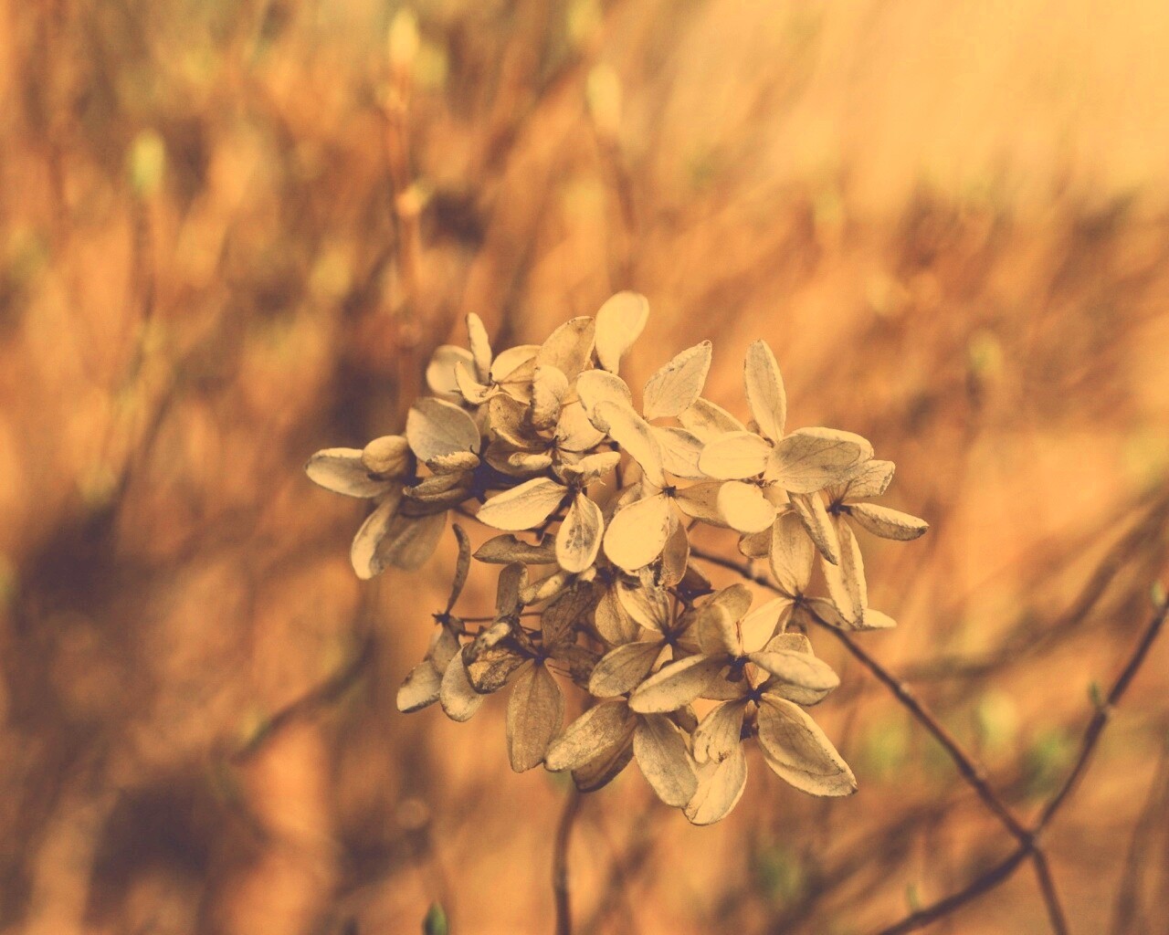 Увядший цветок обои