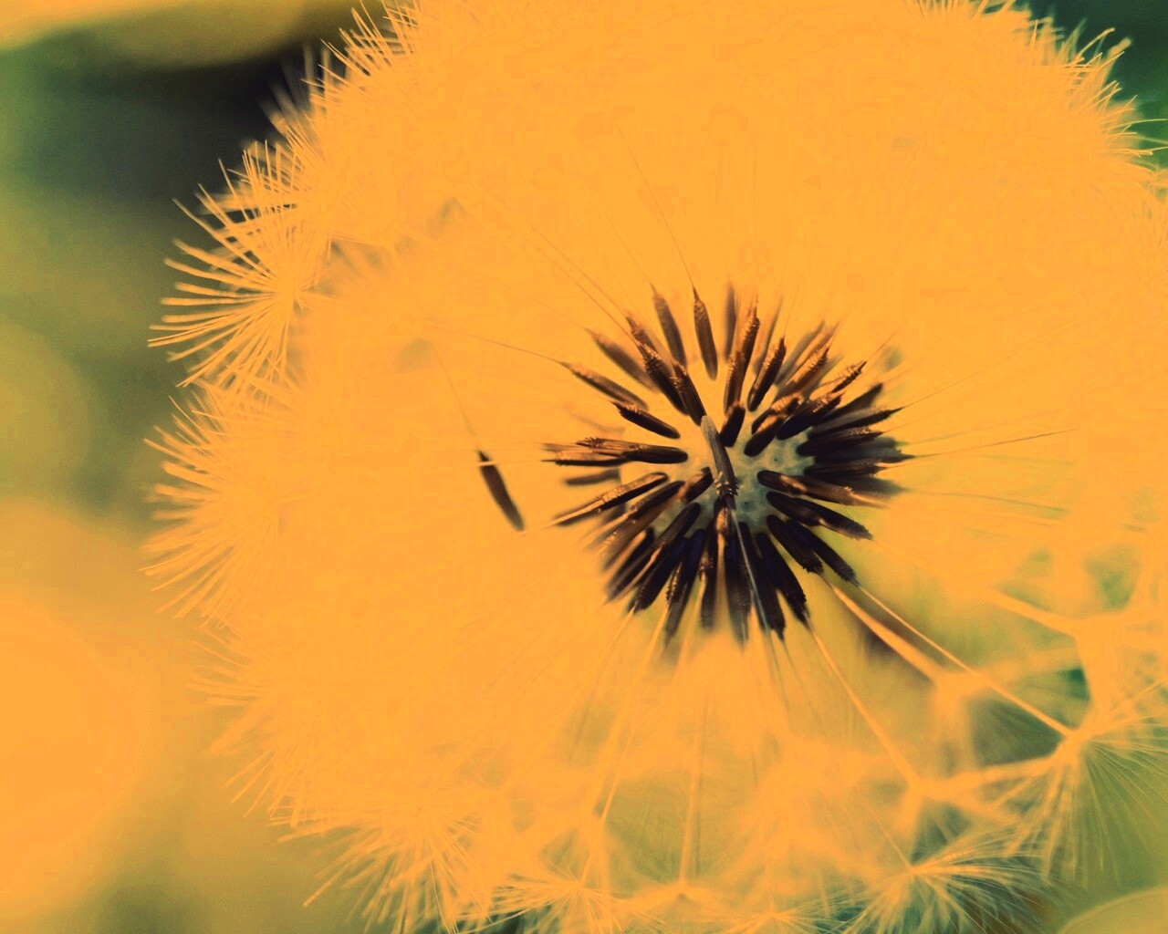 Макро фото одуванчика обои