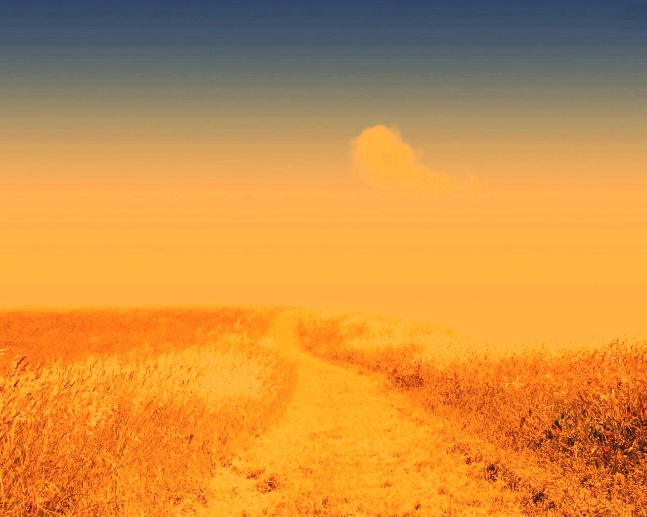 Золоте поле обои