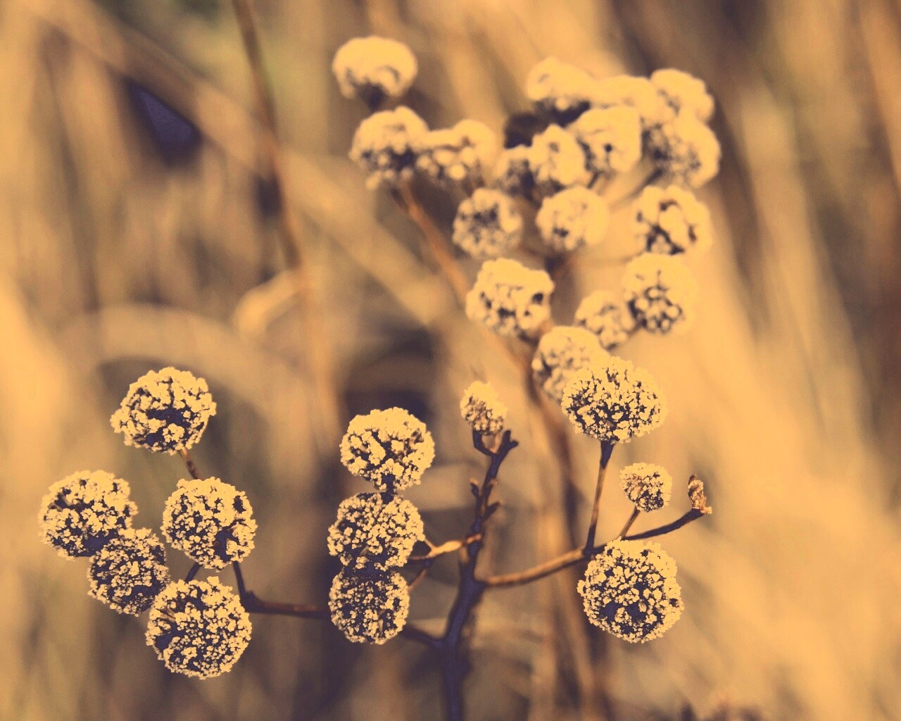 Иний на растении обои