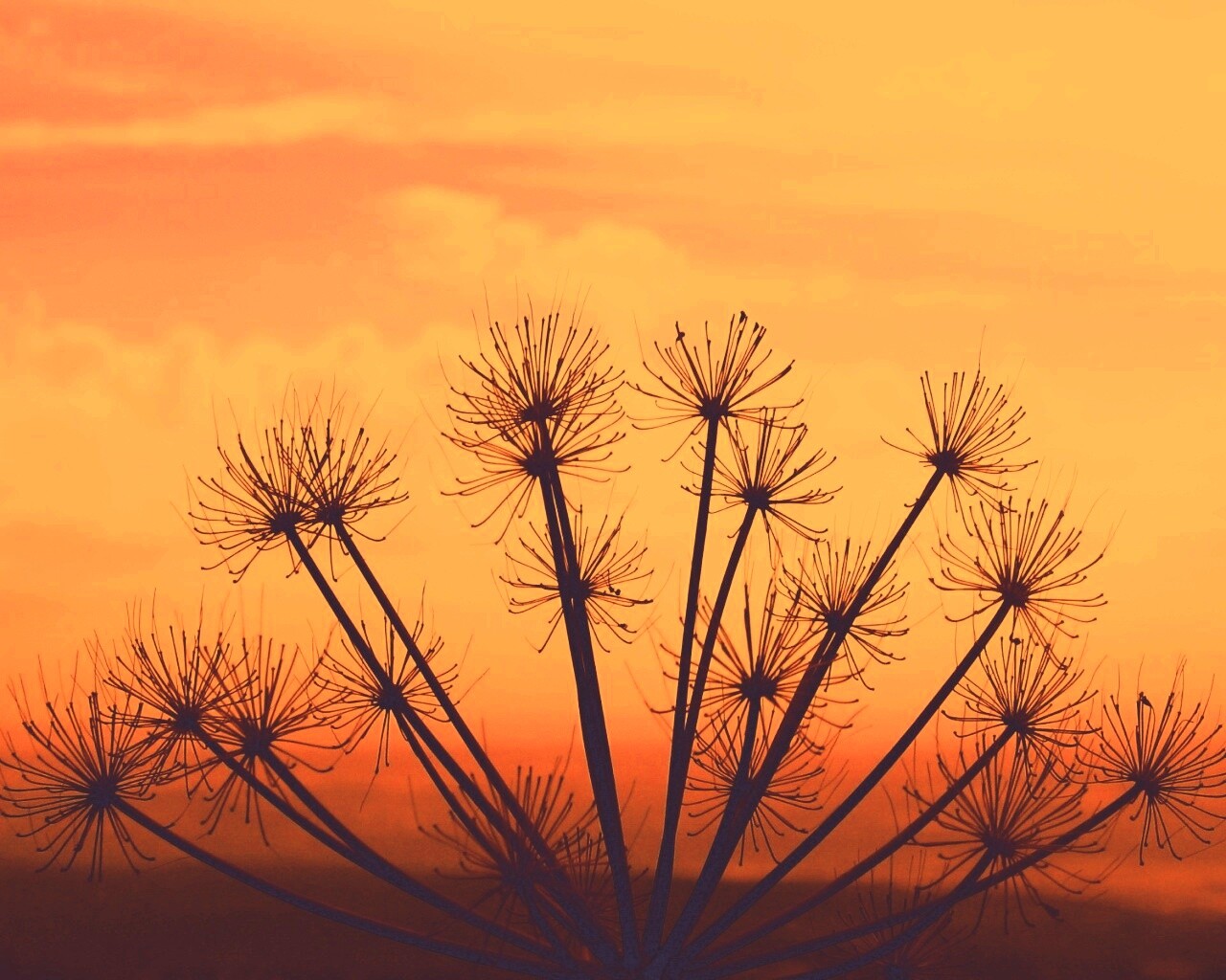 Зонтичное соцветие обои