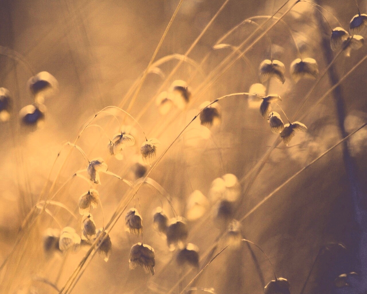 Увядающие цветочки обои