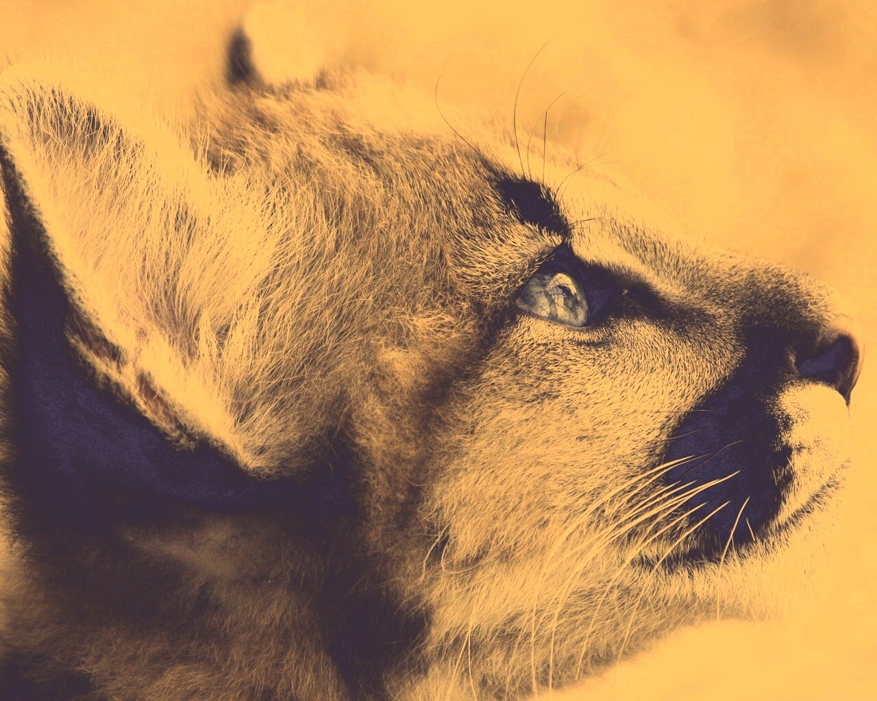 Оцелот смотрит вдаль обои