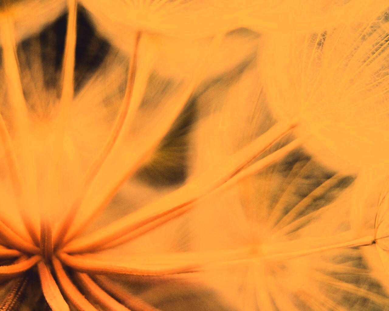 Одуванчик макро обои