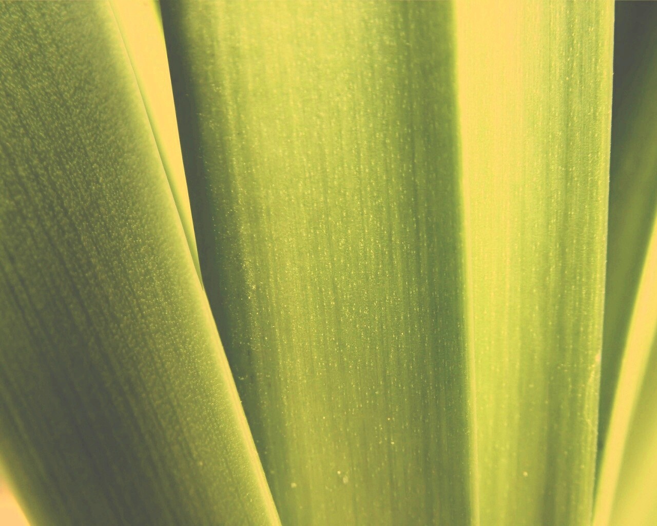 Сочная травинка обои