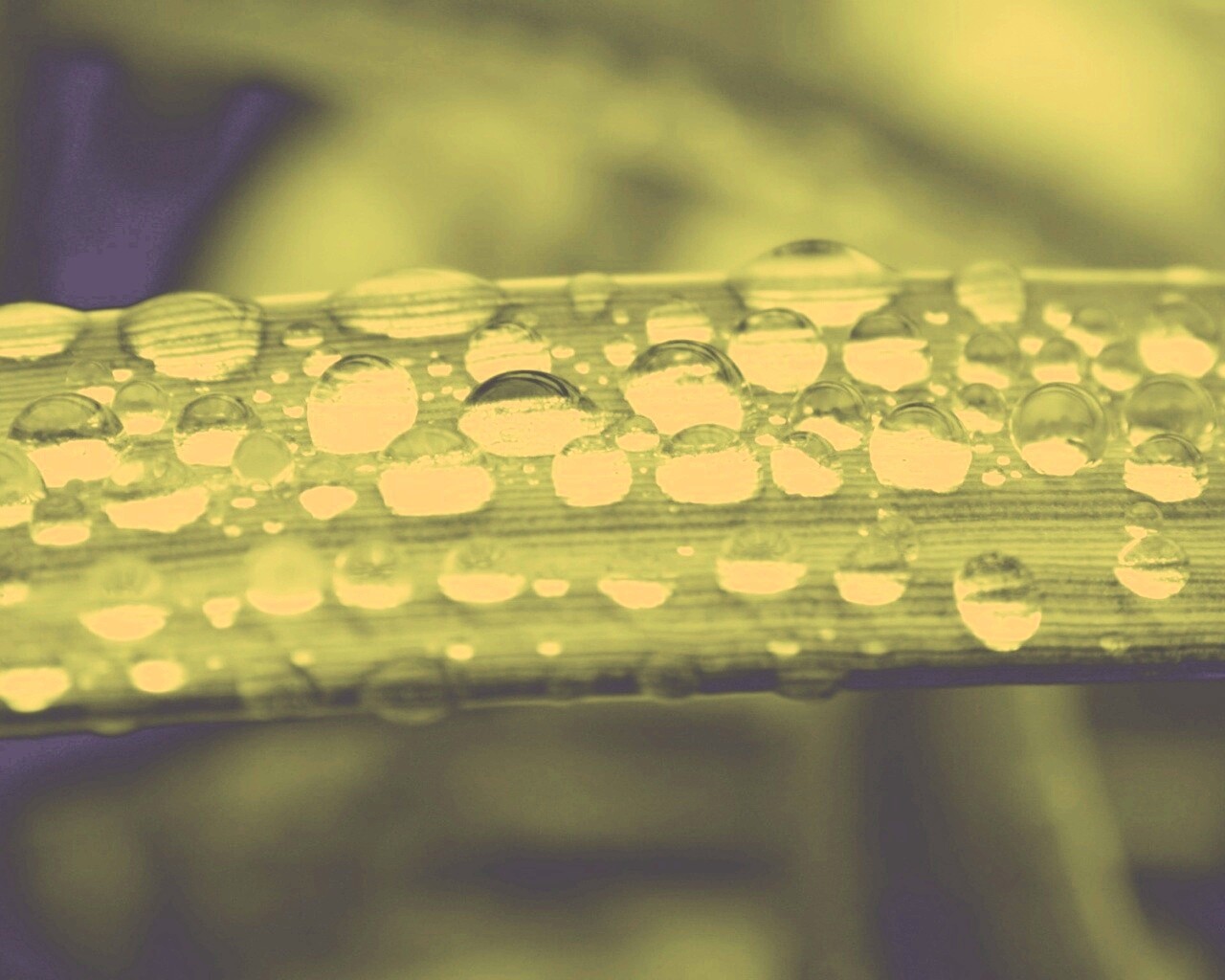 Капли на травинке обои