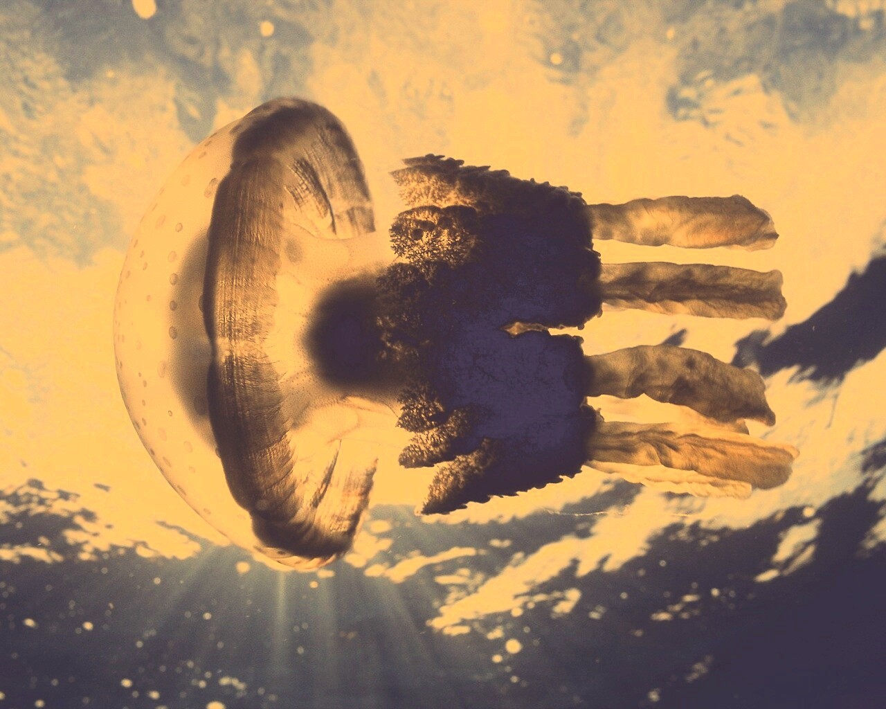 Коричневая медуза обои