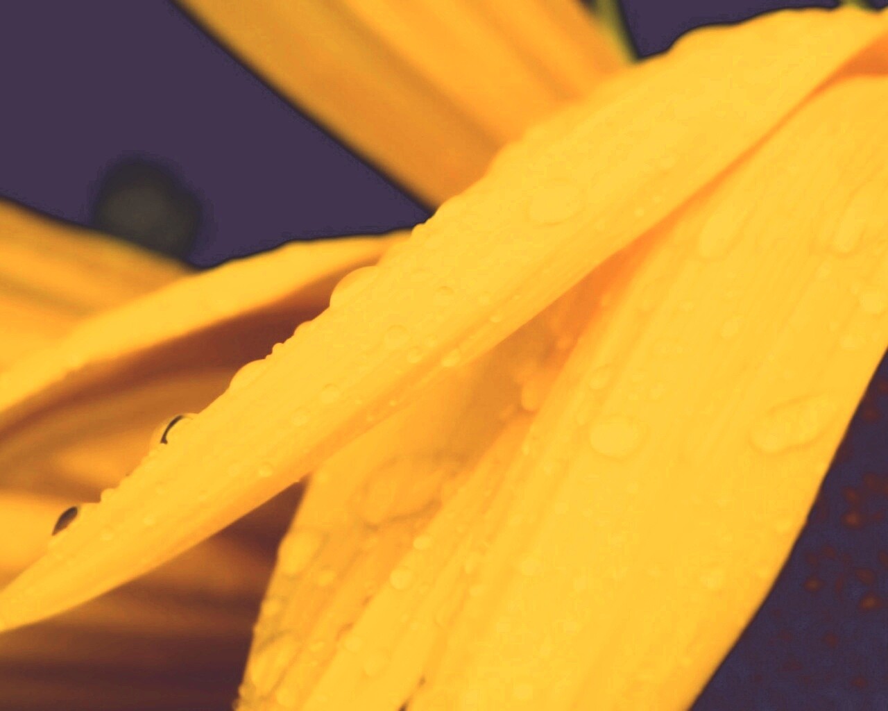 Капли на желтом лепестке обои