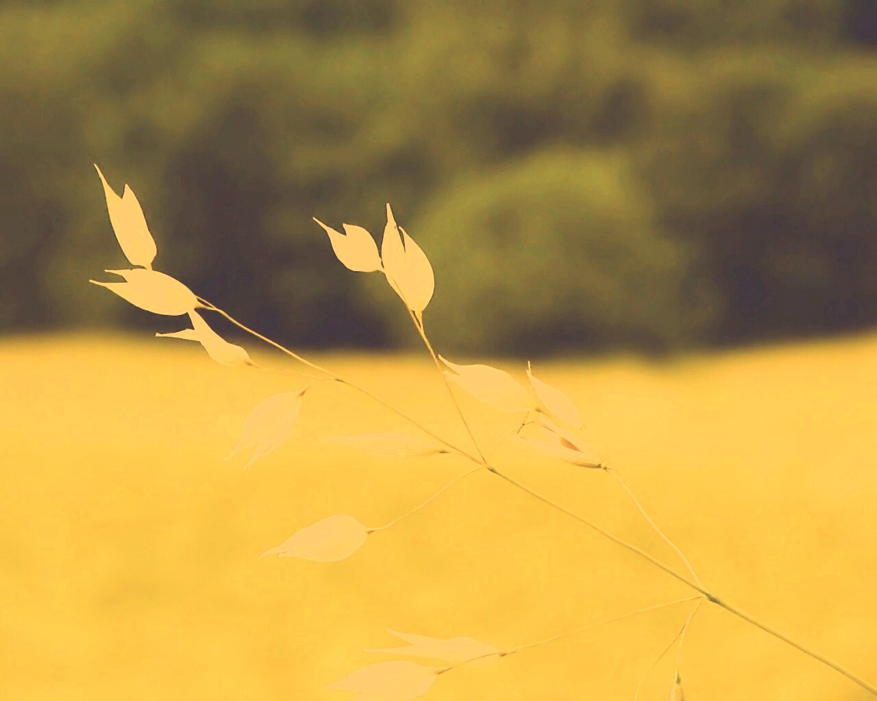 Белые полевые цветочки обои