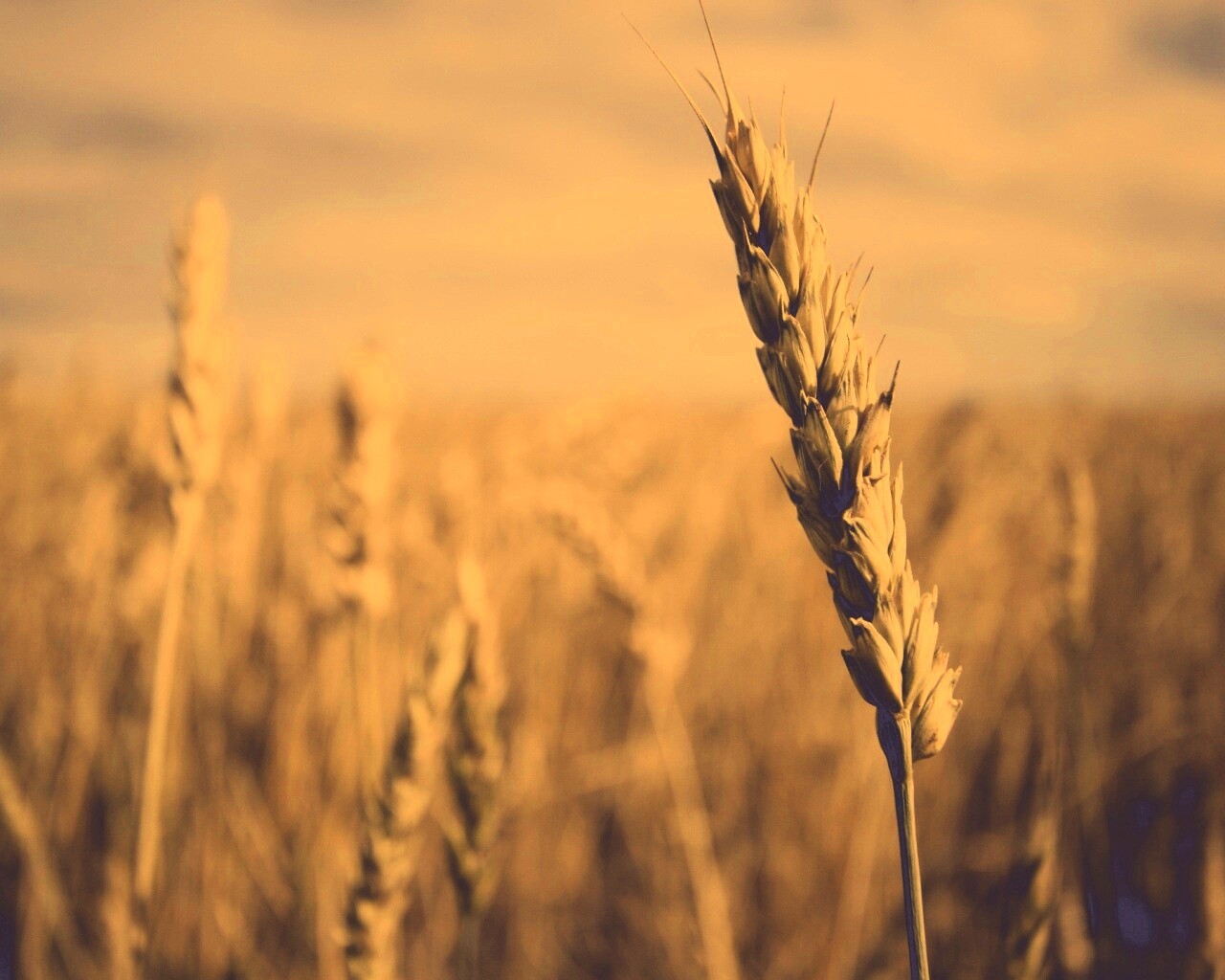 Колосок обои