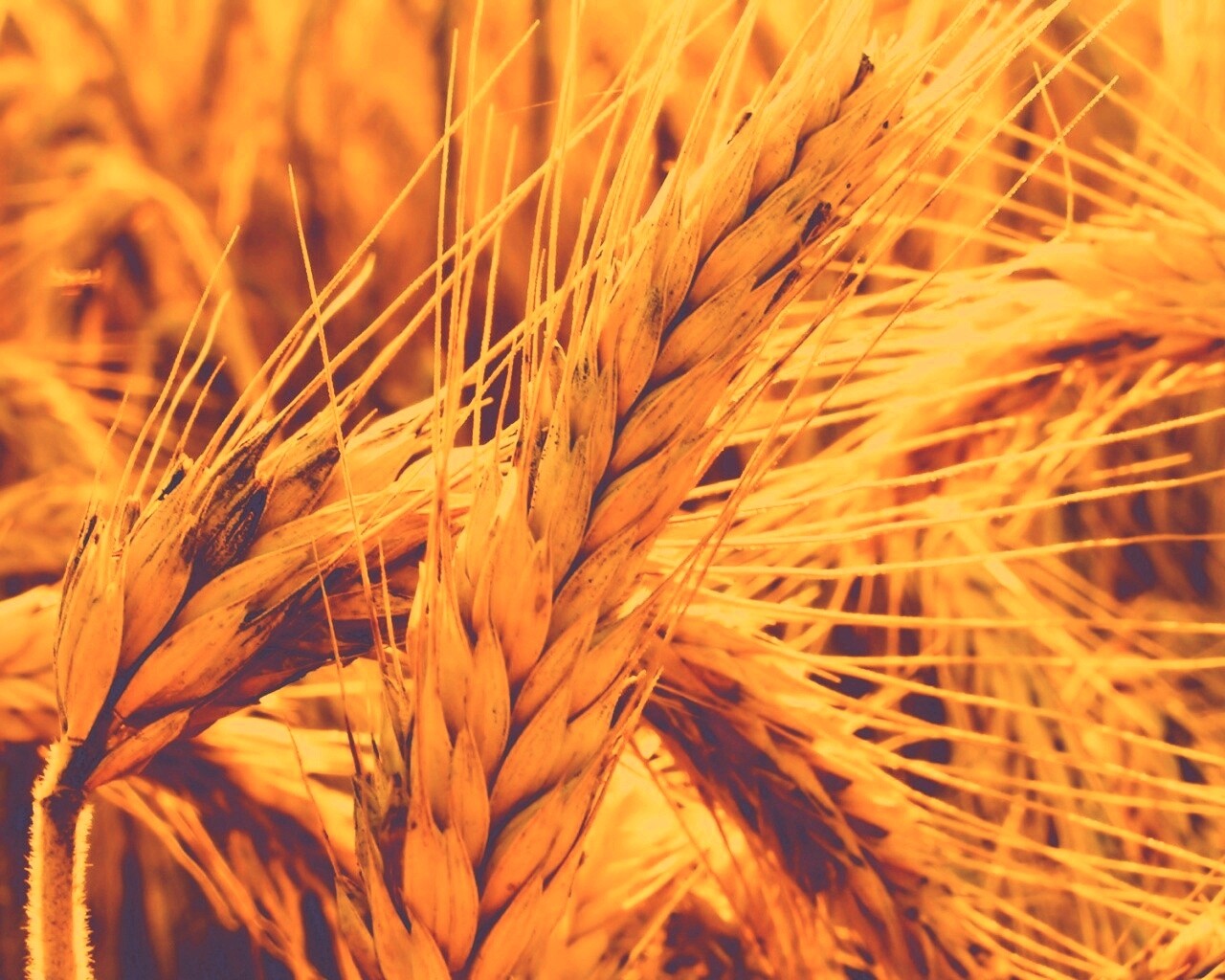 Зреющий колос обои