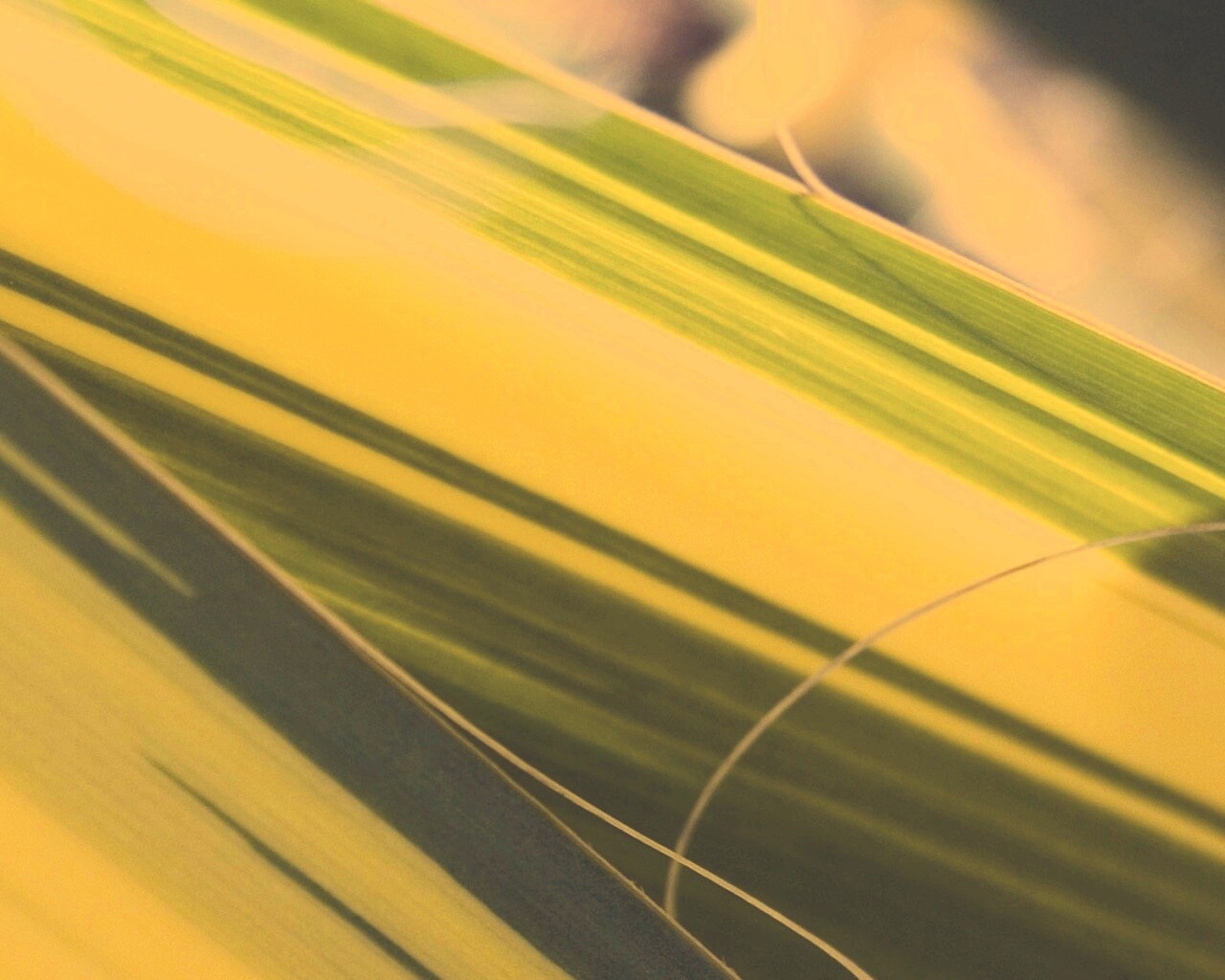 Желто-зеленые травинки обои