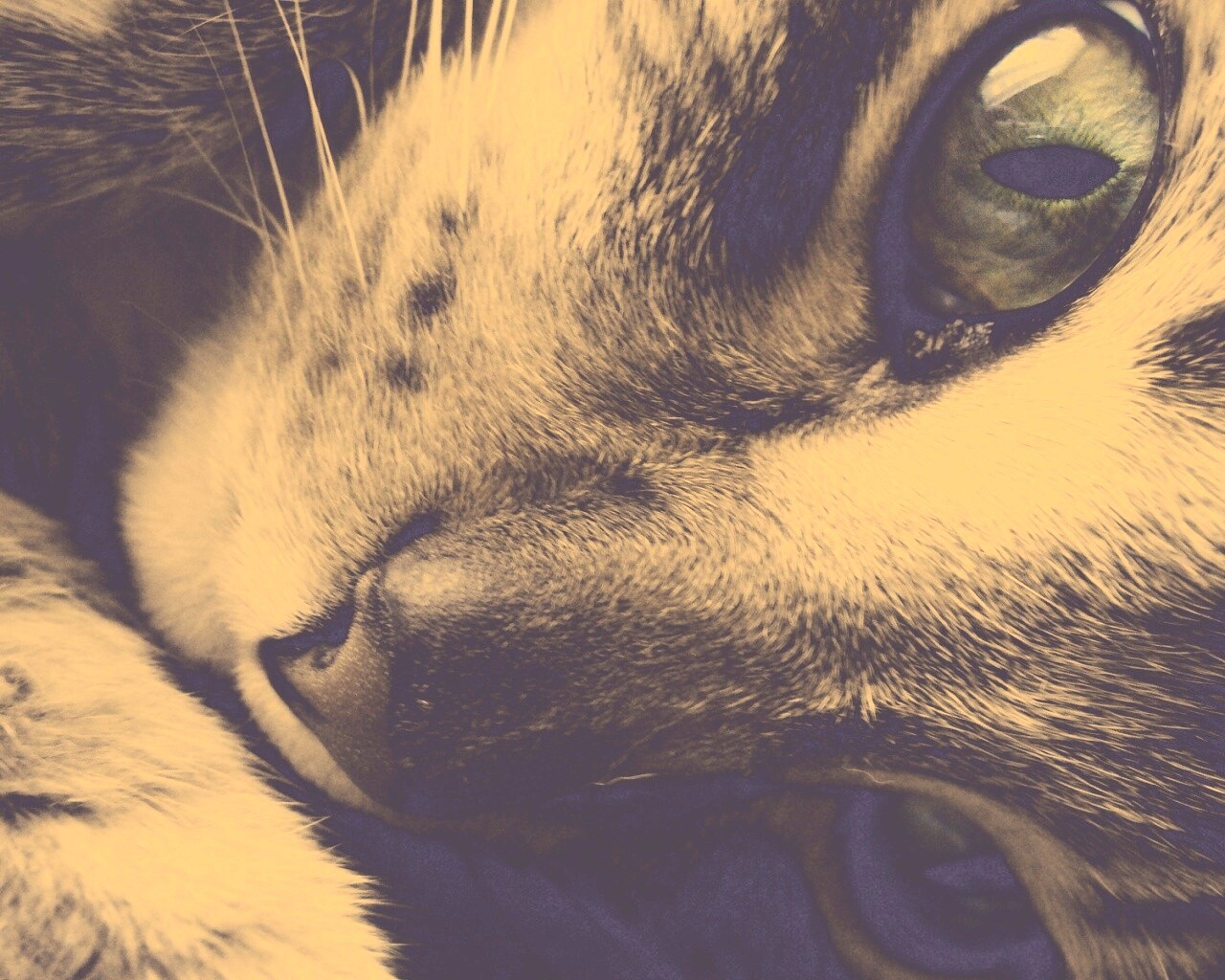 Мордашка кота крупным планом обои