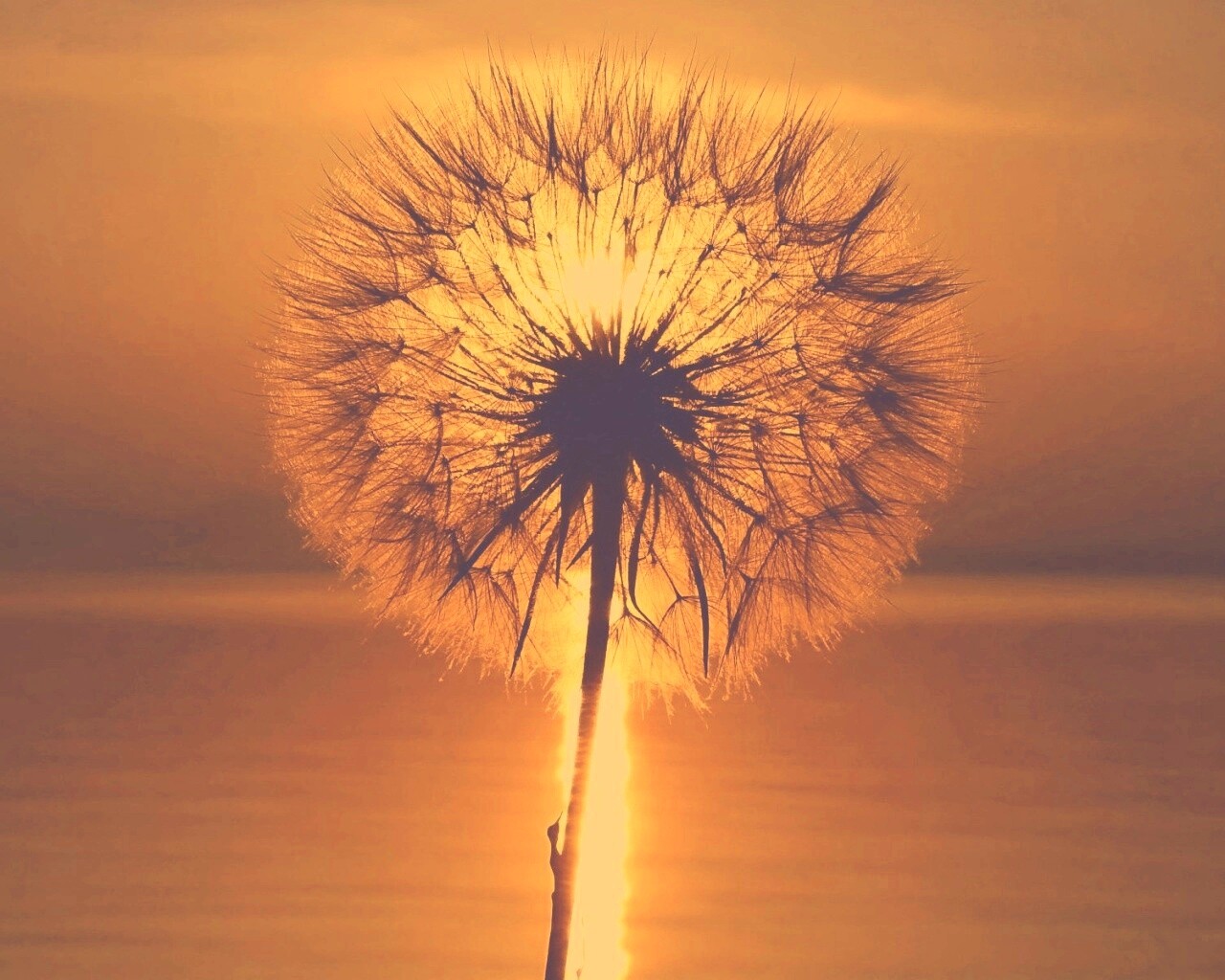 Одуванчик на закател обои