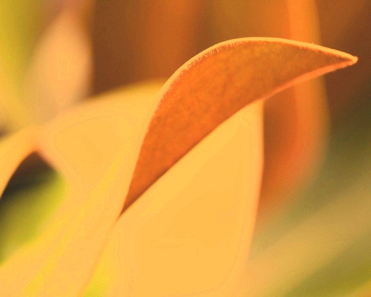 Обратаня сторона листа обои