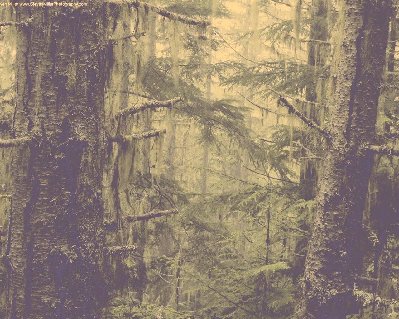 Темная чаща обои