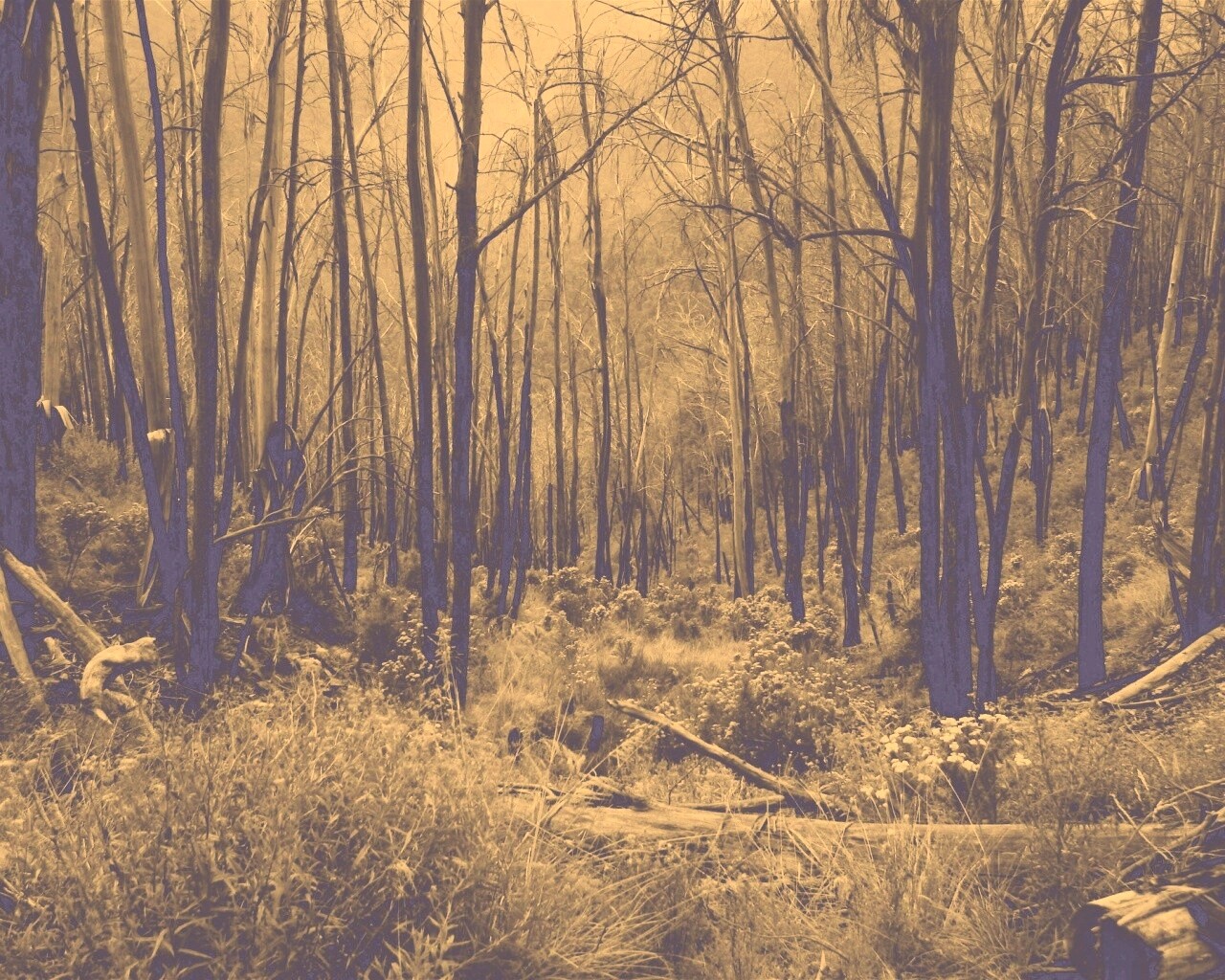 Мрачная чаща обои