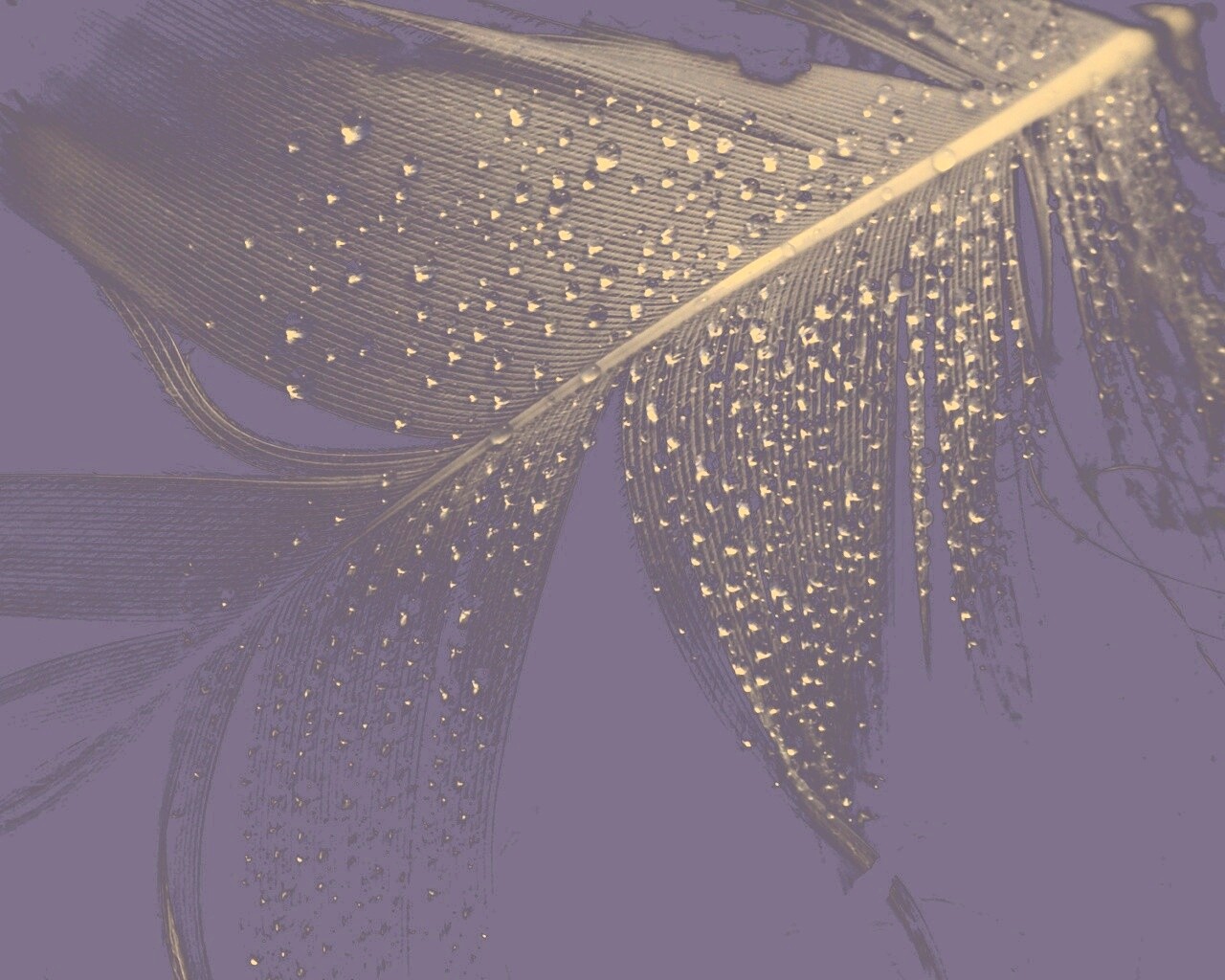 Капли на черном пере обои