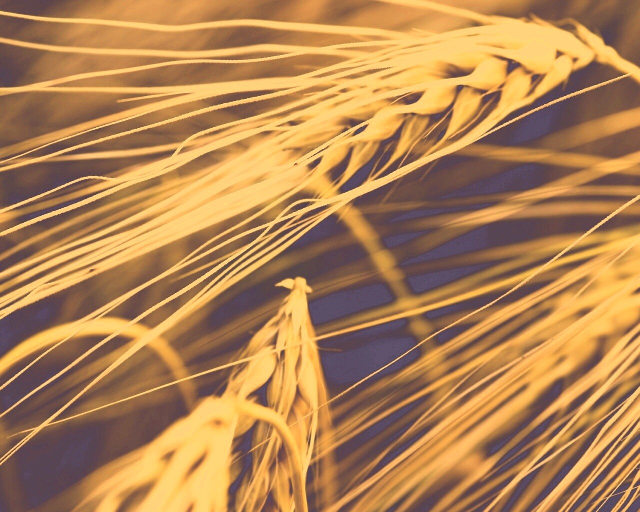 Лохматые колосья обои