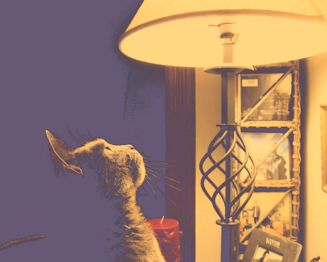 Кот смотрит под торшер обои
