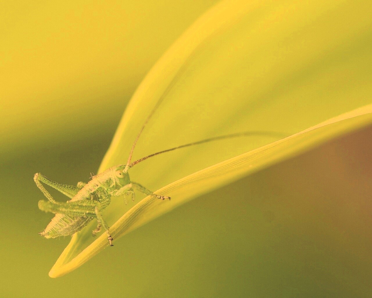 Кузнечик на листике обои