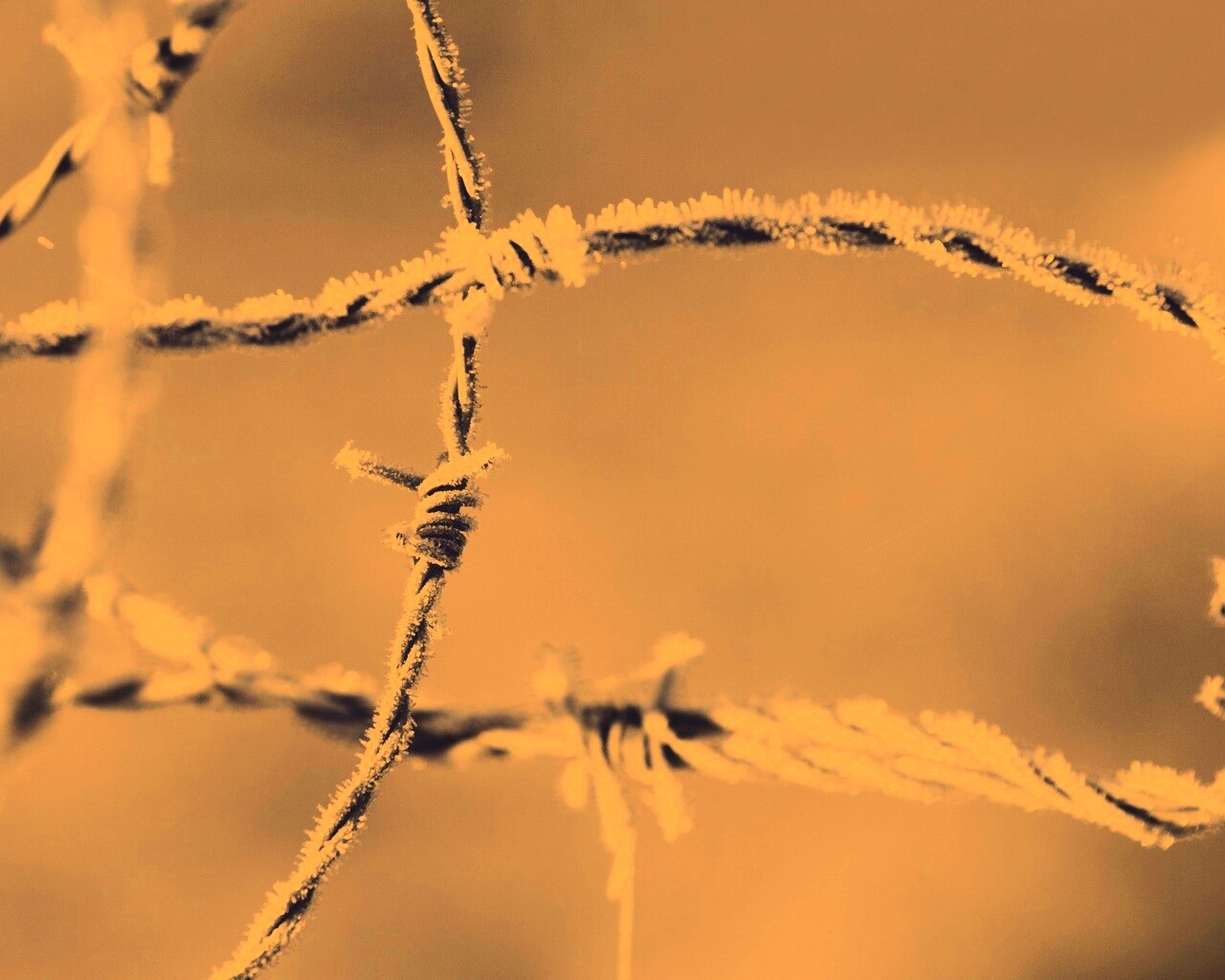 Замерзшая колючая проволока обои