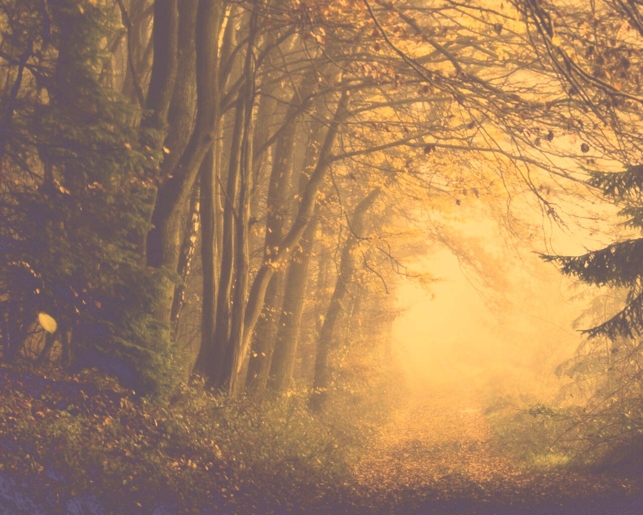 Дорожка заваленная листьями обои