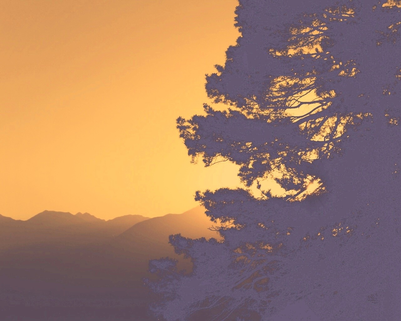 Силуэт дерева на закате обои