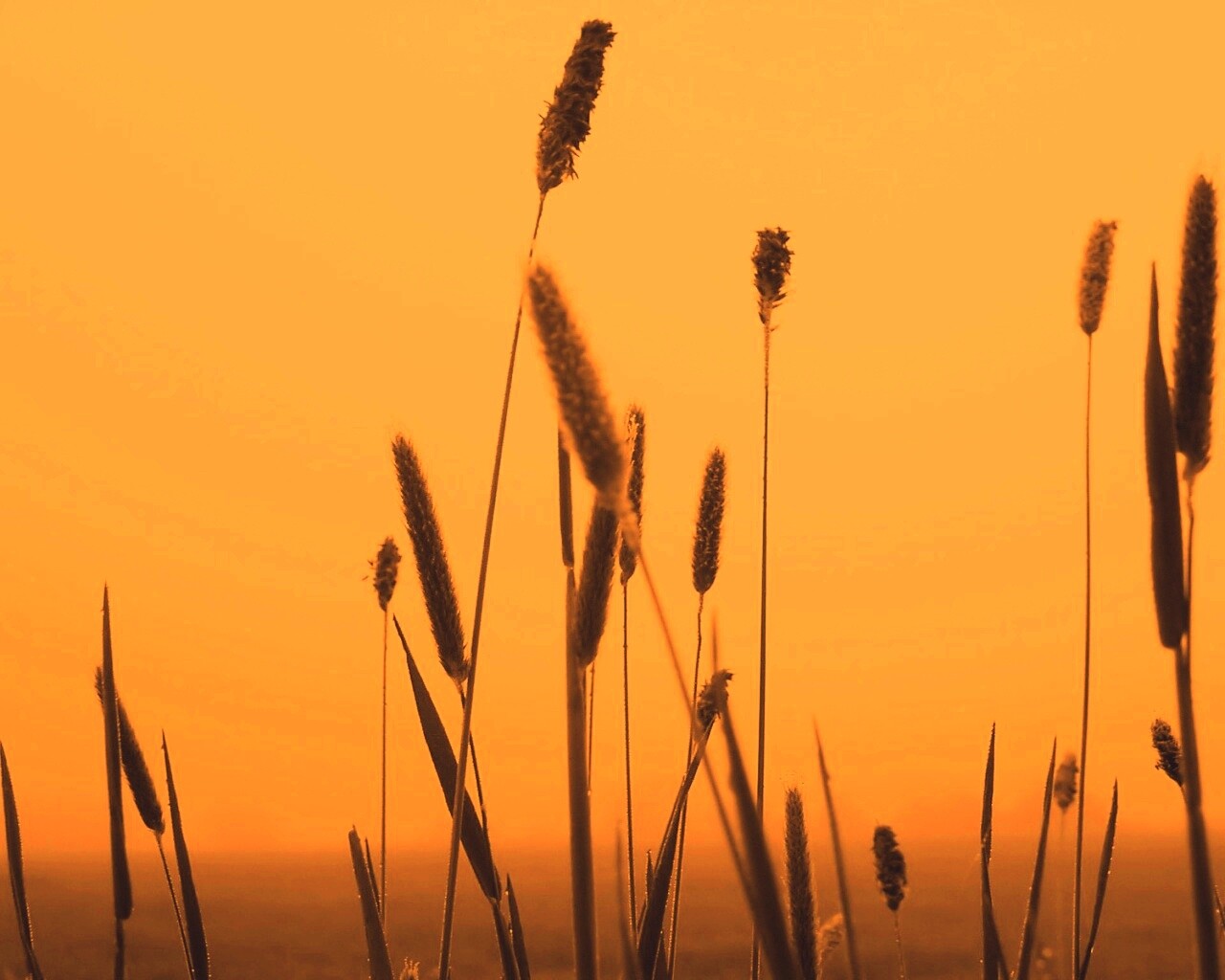 Травинки на фоне золотого неба обои