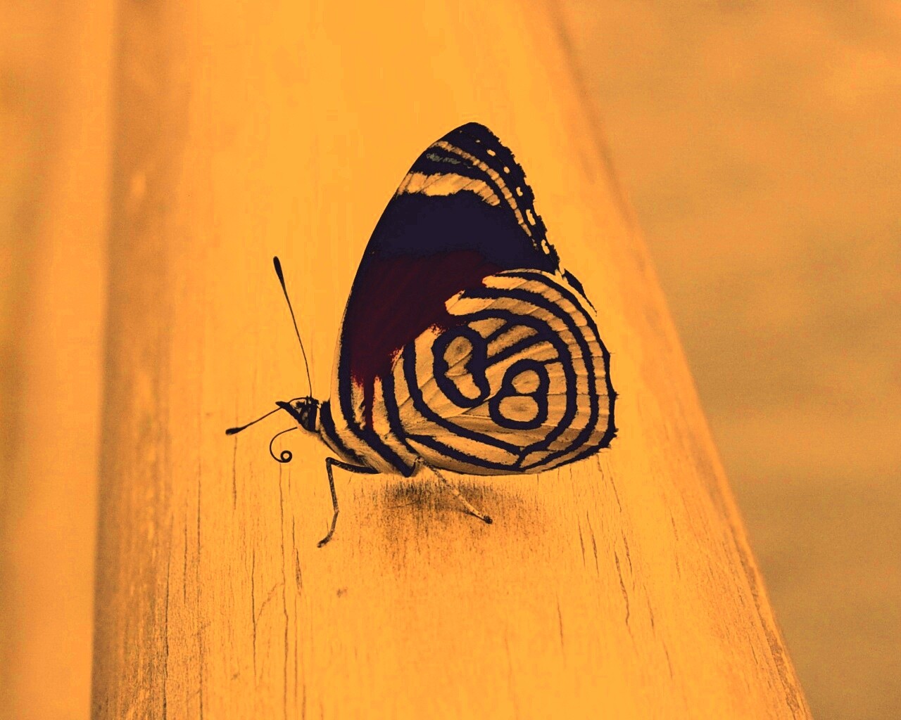 Бабочка на бревне обои