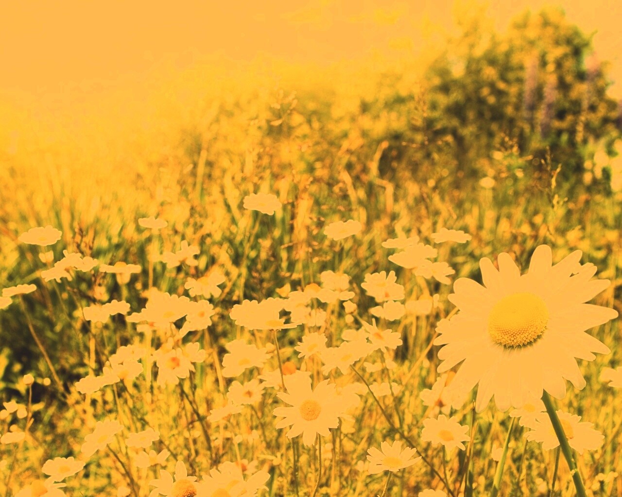 Солнечные ромашки обои