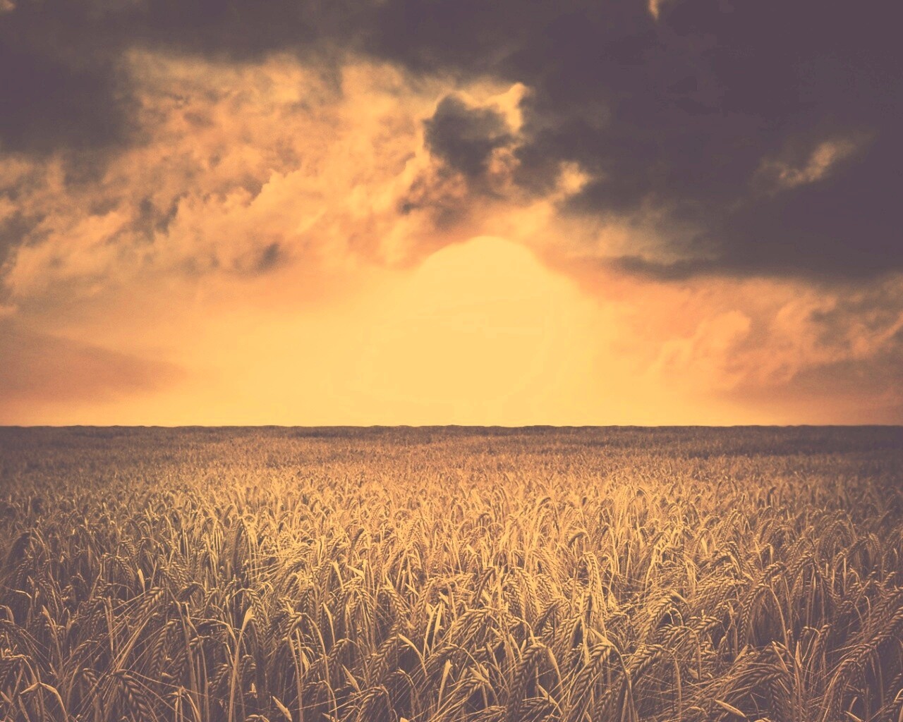 Закат над пшеничным полем обои