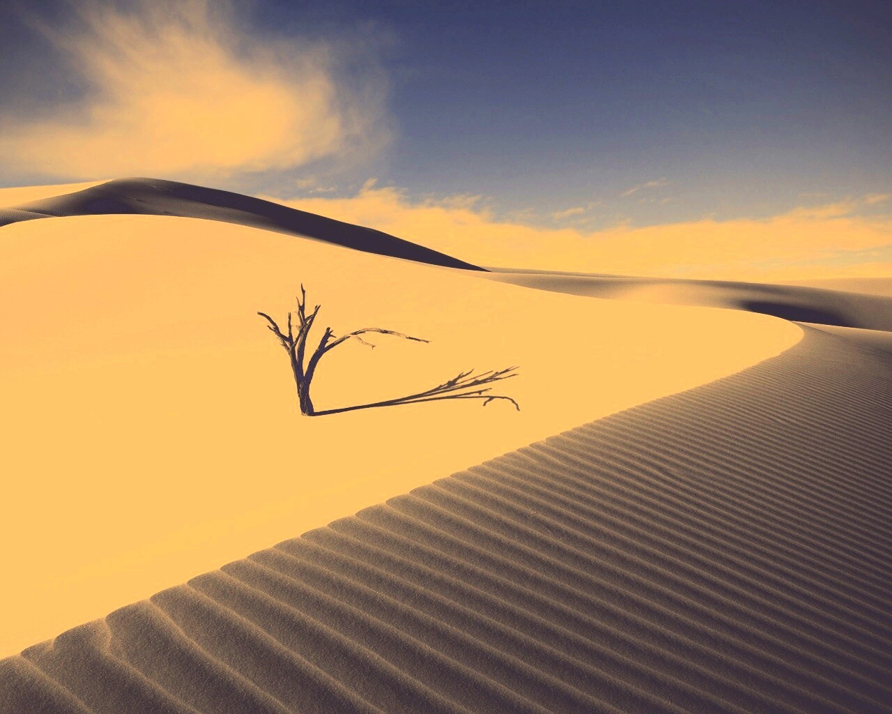 Сухостой в пустыне обои