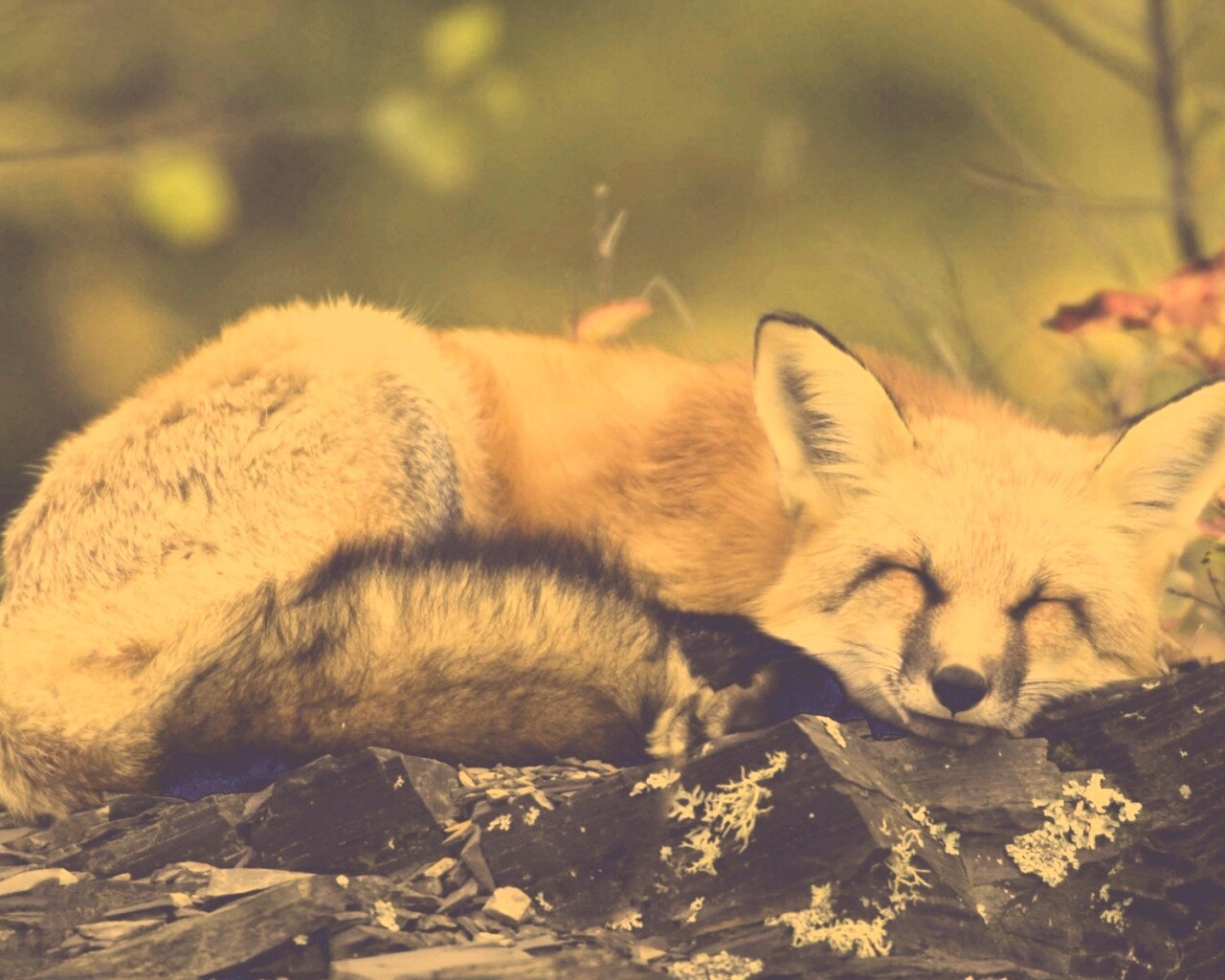 Спящая лиса обои