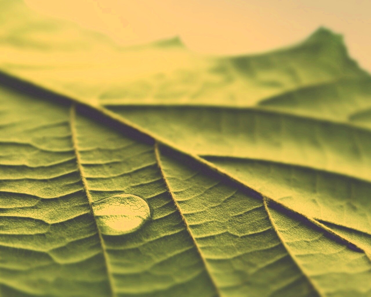 Капля на листе обои