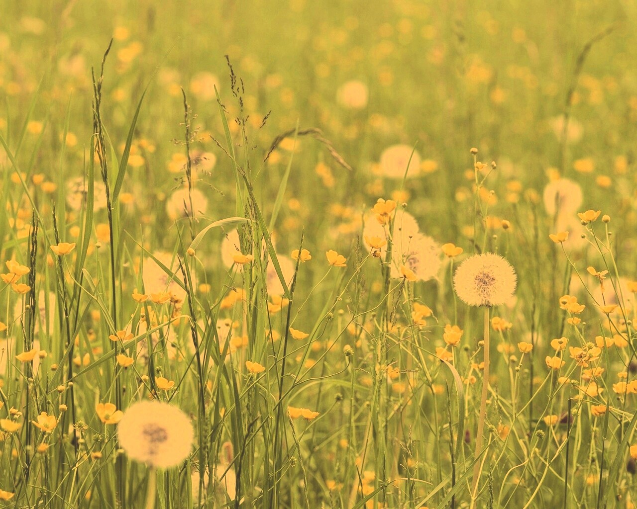 Поле одуванчиков обои