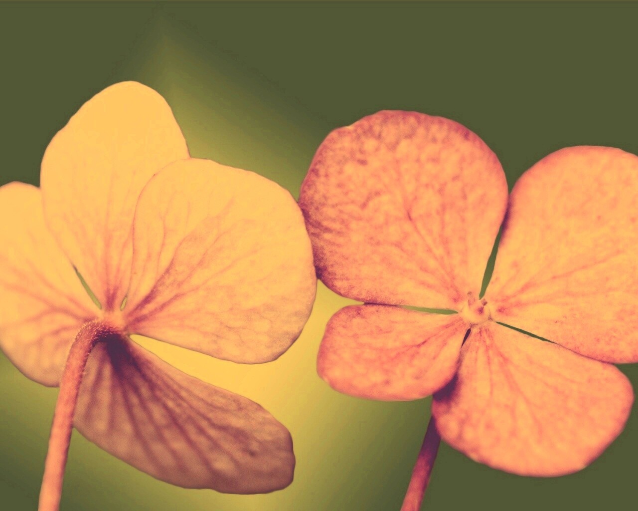 Розовые лепрестки обои