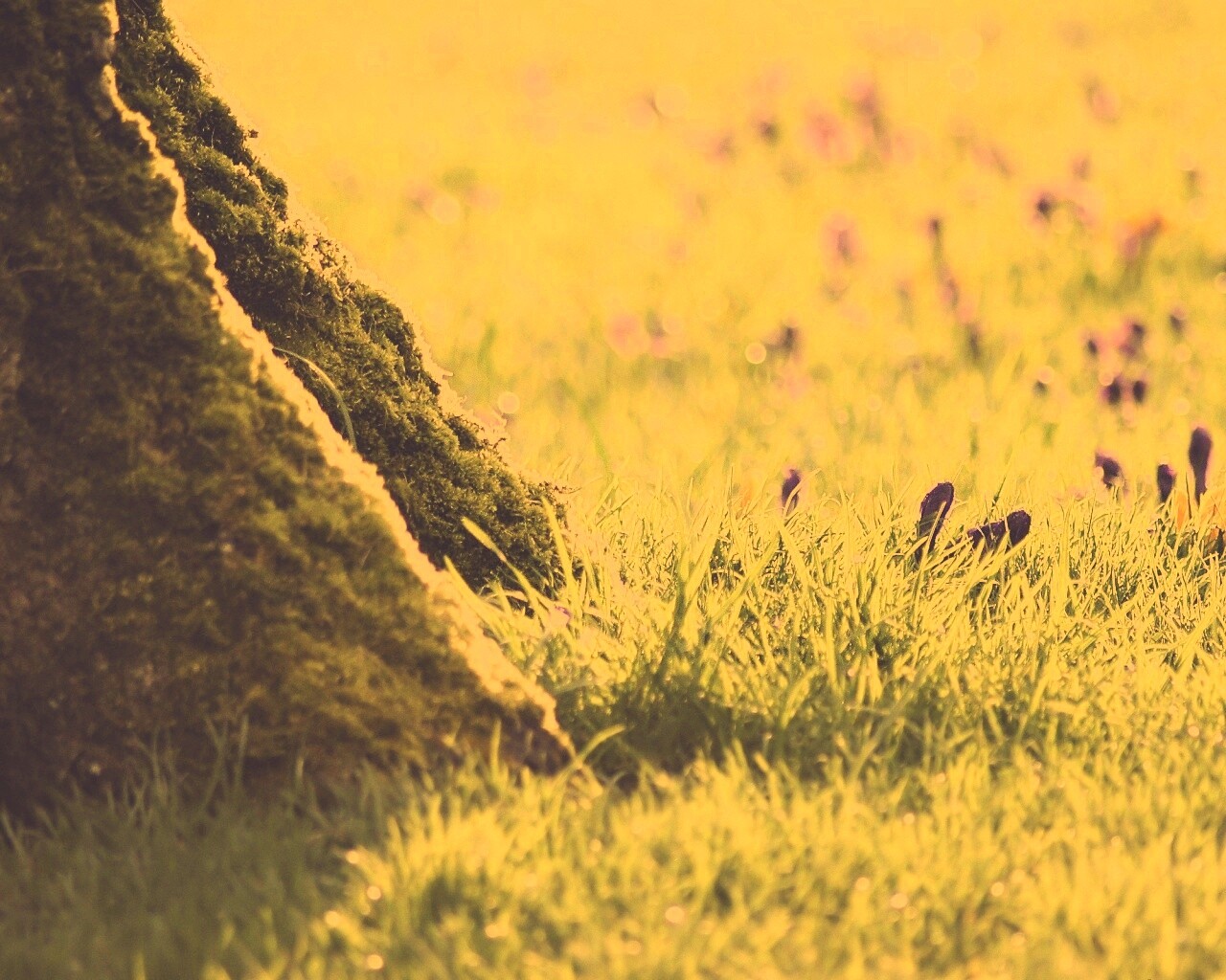 Дерево в траве обои