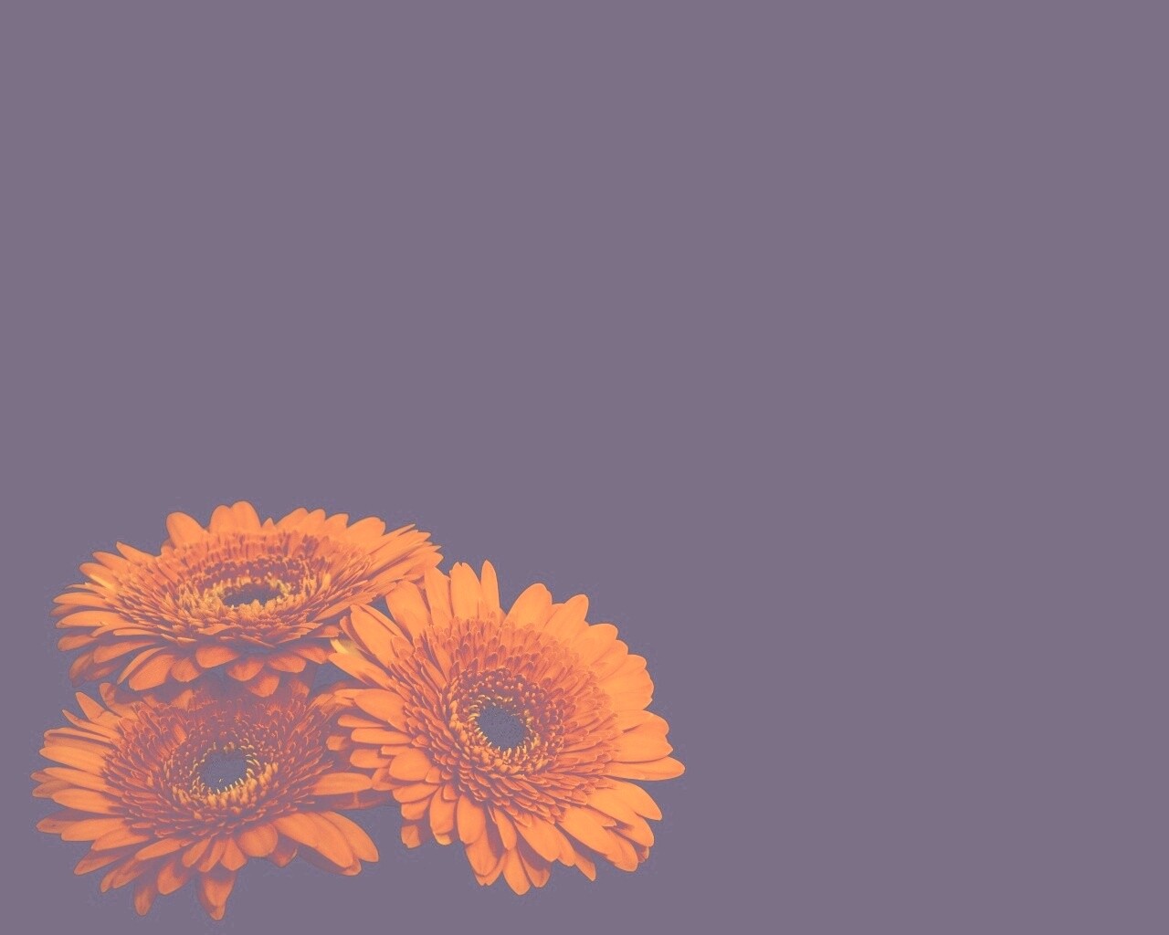 Красные герберы обои