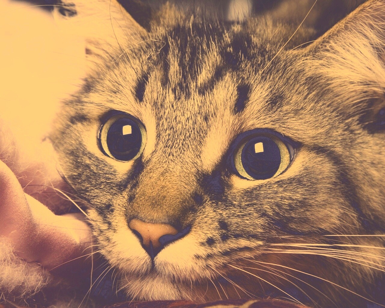 Глазастый кот обои