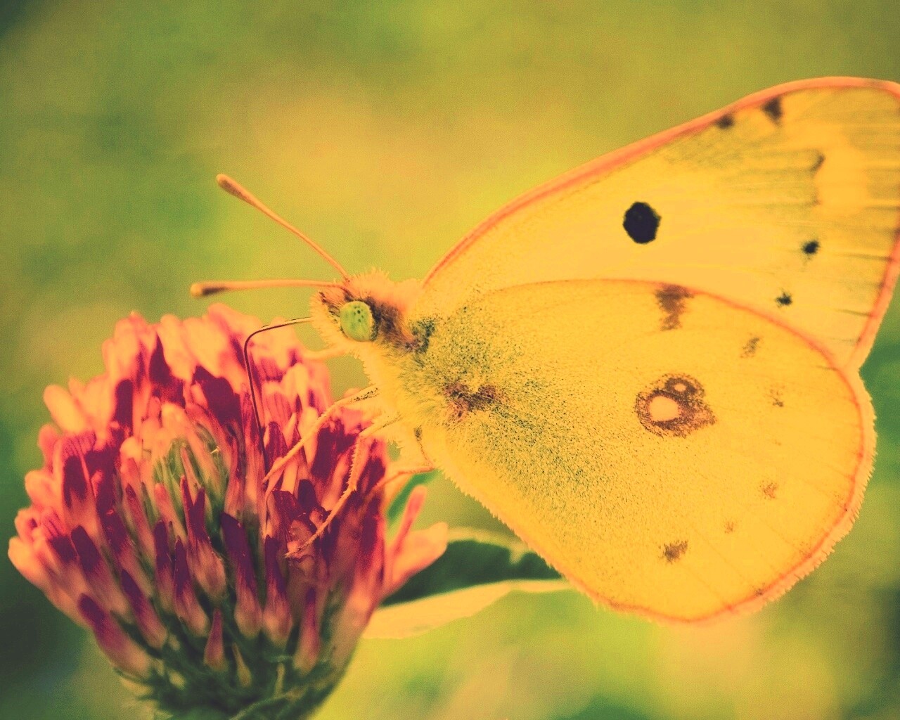 Бабочка на клевере обои